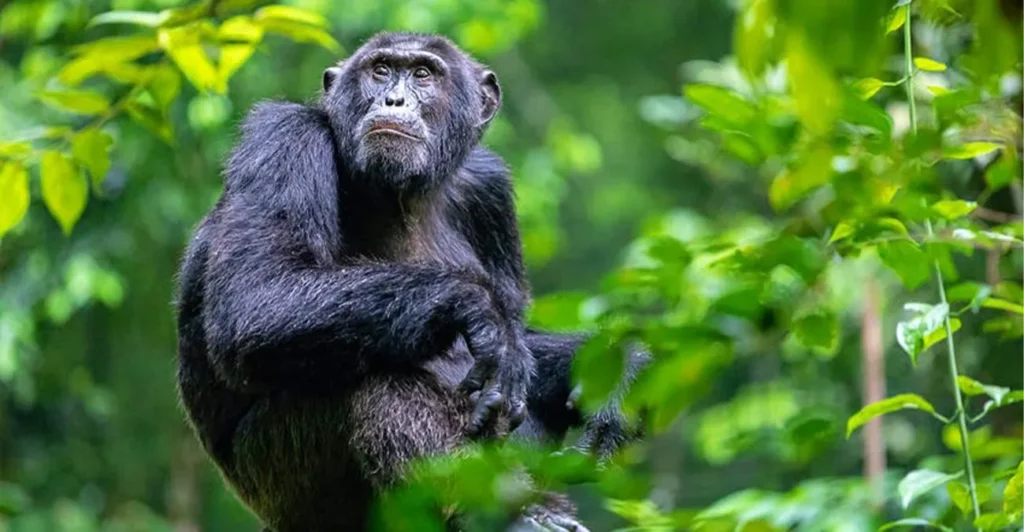 Chimpanzee Tracking at Source of the Nile: Solo Traveler Guide for foodies