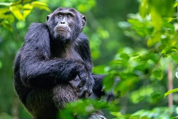 Chimpanzee Tracking at Source of the Nile: Solo Traveler Guide for foodies