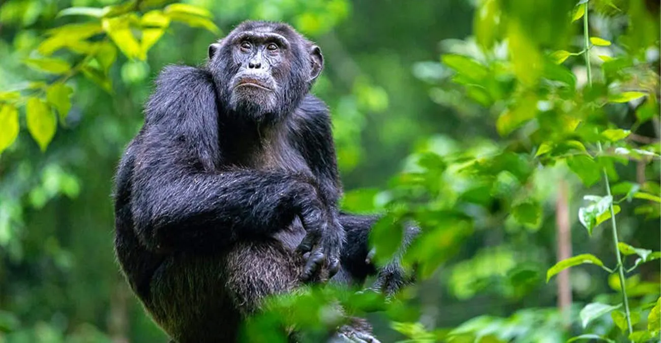 Chimpanzee Tracking at Source of the Nile: Solo Traveler Guide for foodies