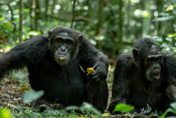 Chimpanzee Tracking in Uganda