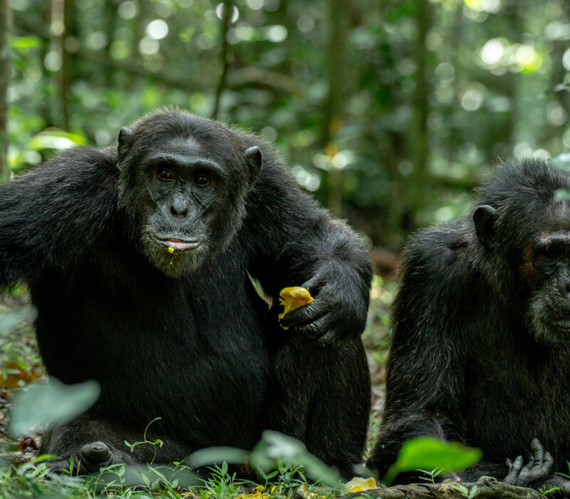 Chimpanzee Tracking in Uganda