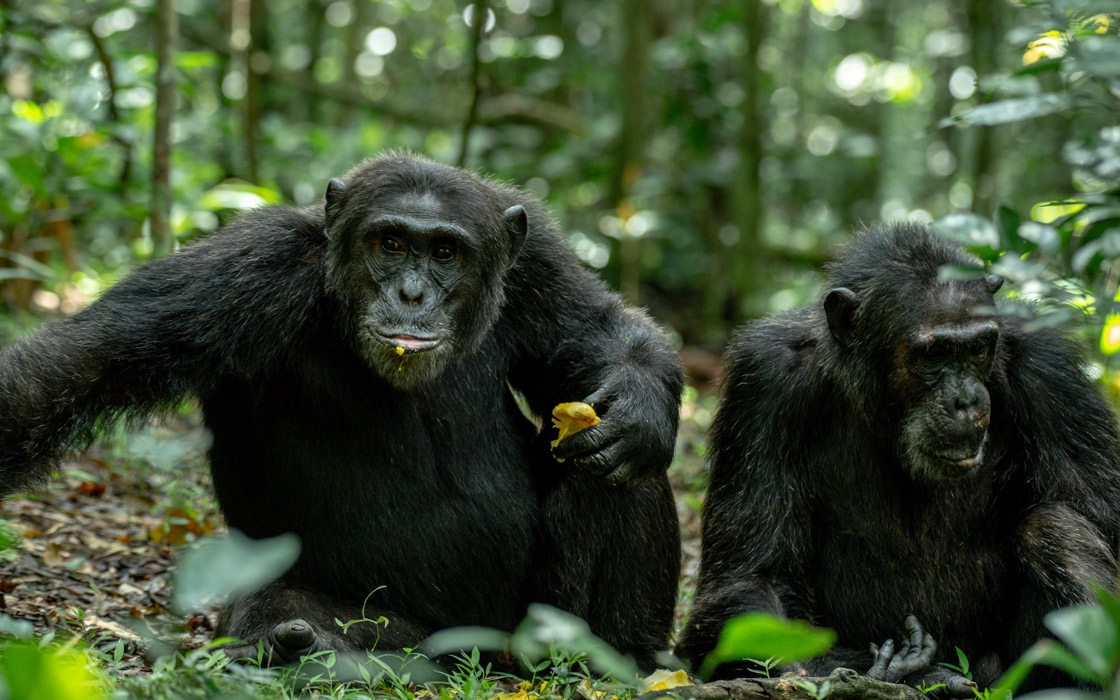 Chimpanzee Tracking in Uganda
