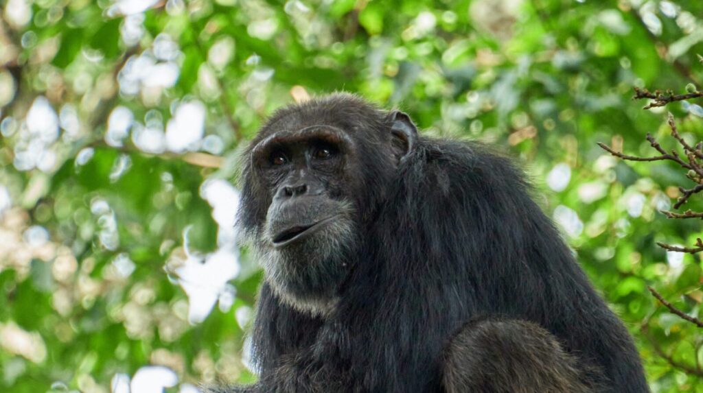 Chimpanzee trekking and habituation safaris and tours