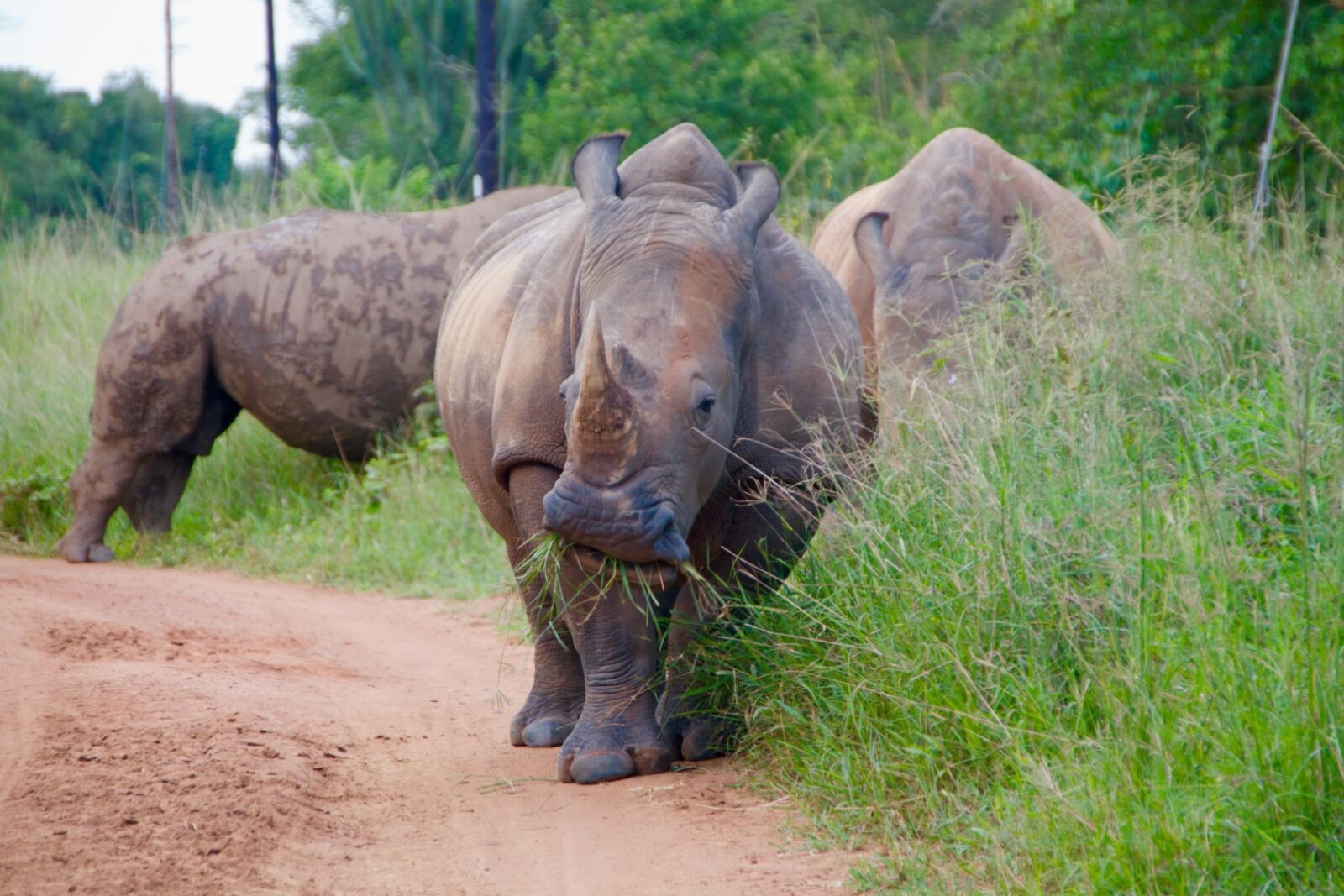 Cultural Tour at Ziwa Rhino Sanctuary: 7-Day Itinerary for honeymooners