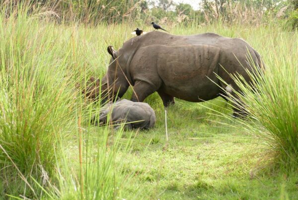 Cultural Tour at Ziwa Rhino Sanctuary: 7-Day Itinerary for honeymooners