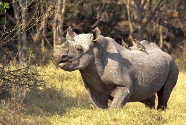 Cultural Tour at Ziwa Rhino Sanctuary: 7-Day Itinerary for honeymooners