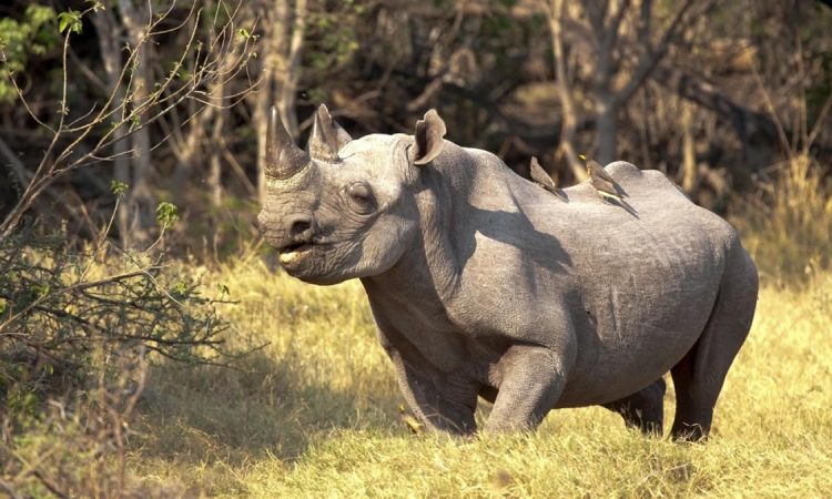 Cultural Tour at Ziwa Rhino Sanctuary: 7-Day Itinerary for honeymooners