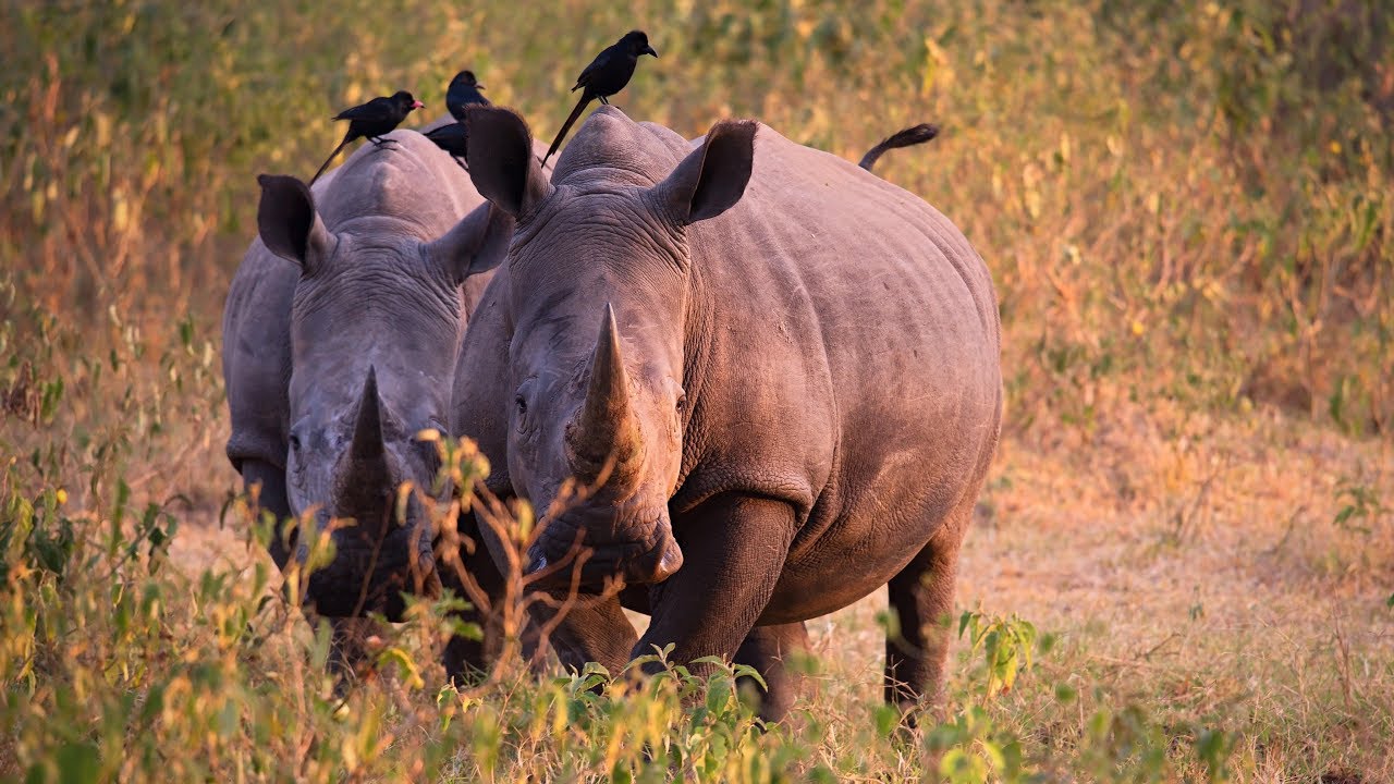 Cultural Tour at Ziwa Rhino Sanctuary: 7-Day Itinerary for honeymooners