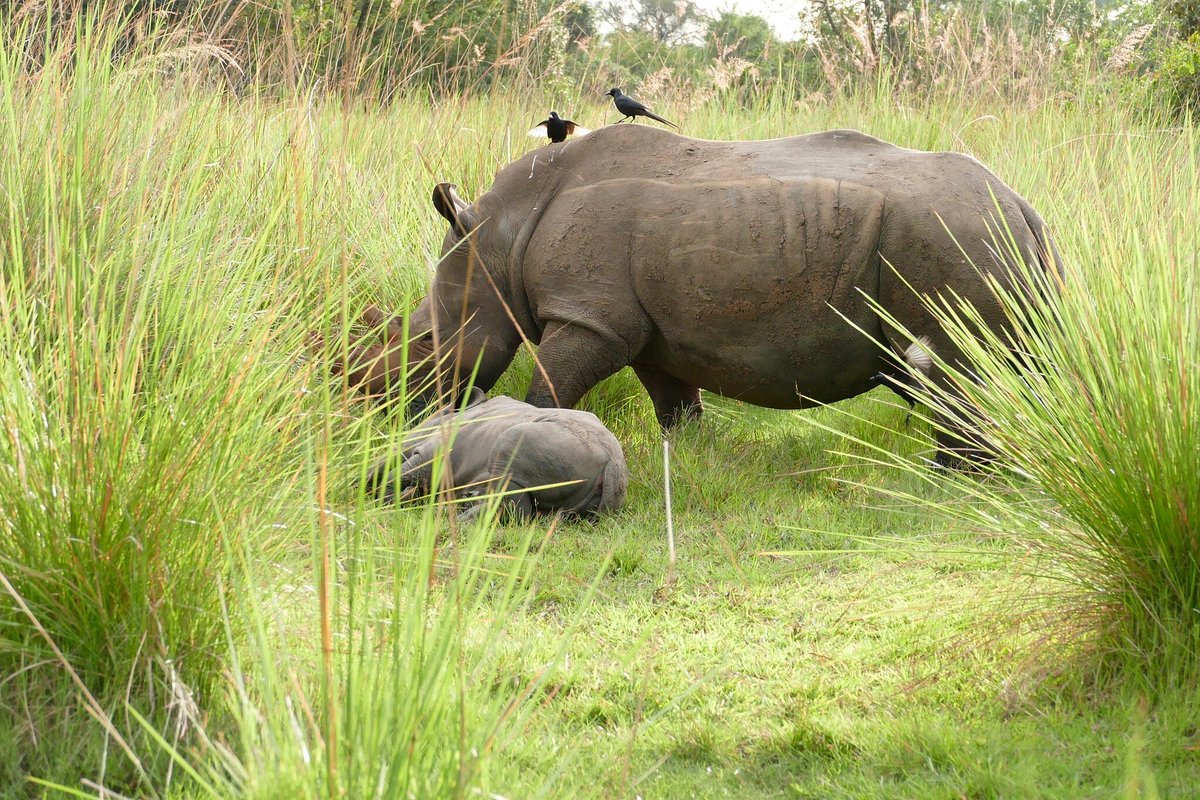 Cultural Tour at Ziwa Rhino Sanctuary: 7-Day Itinerary for honeymooners