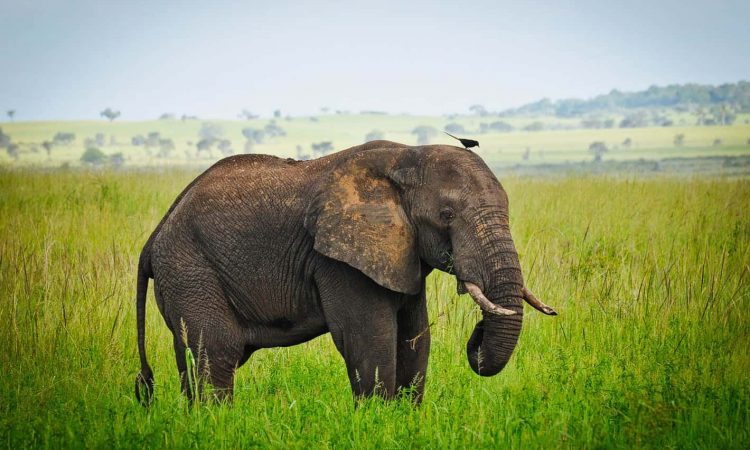  Family-Friendly Activities for game drive in Sipi Falls for birders