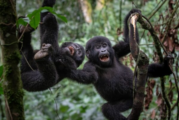 Festival Guide at Mgahinga Gorilla National Park: Top Restaurants for culture lovers