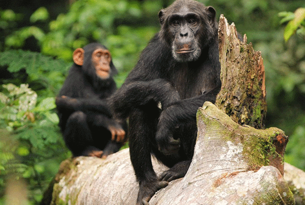 Frequently Asked Questions: Ziwa Rhino Sanctuary chimpanzee tracking for weekenders
