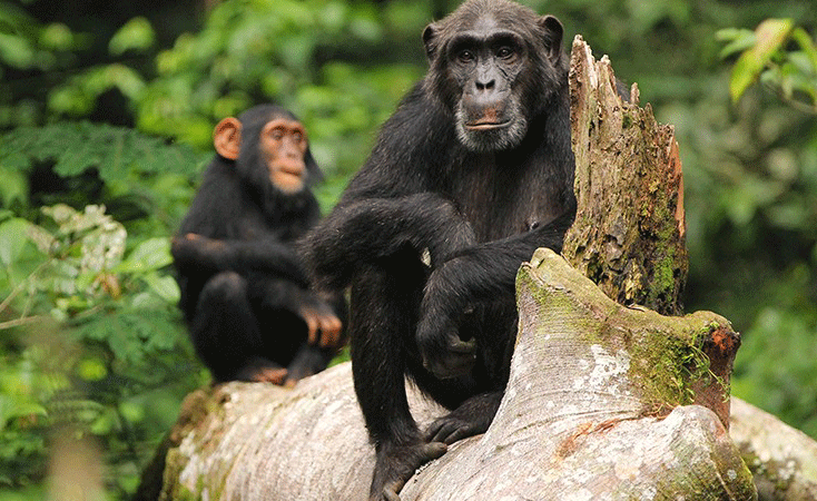 Frequently Asked Questions: Ziwa Rhino Sanctuary chimpanzee tracking for weekenders
