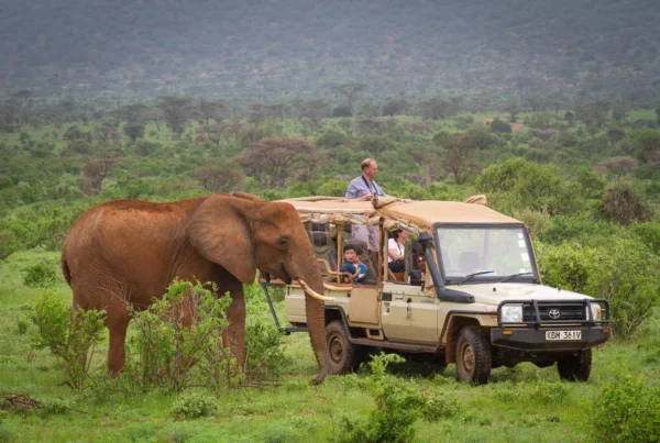 Game Drives & Big Five in Uganda
