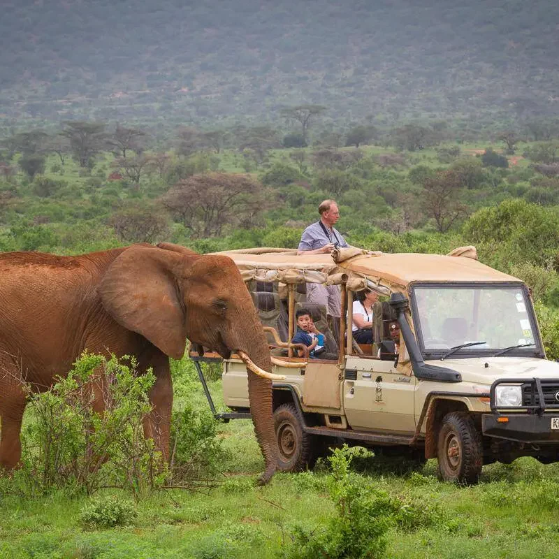 Game Drives & Big Five in Uganda
