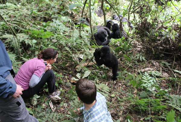 Gorilla Families of Bwindi: What You Need to Know
