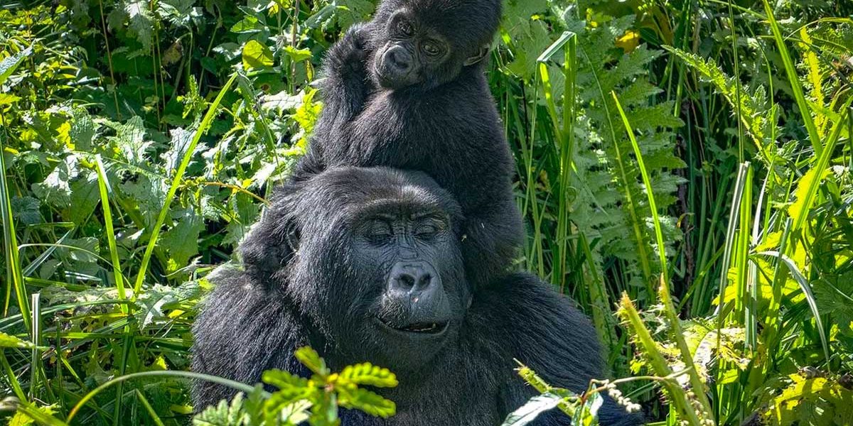 Gorilla Families of Bwindi: What You Need to Know