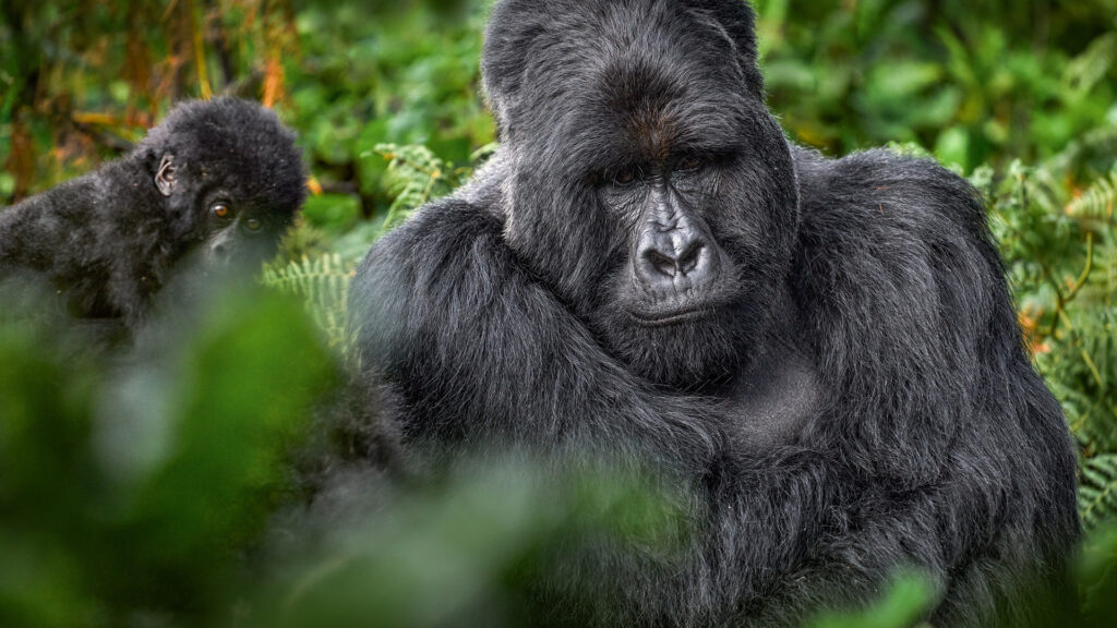 Gorilla Trekking in Uganda