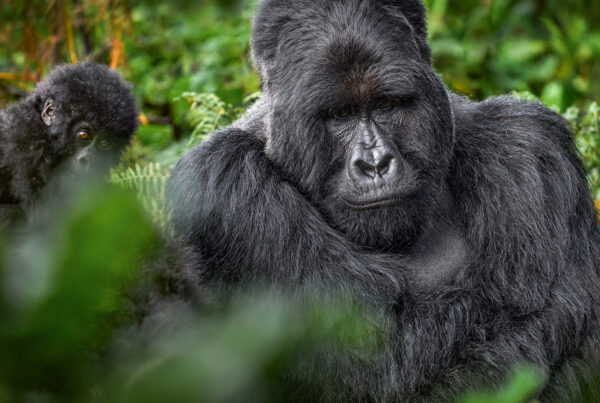 Gorilla Trekking in Uganda