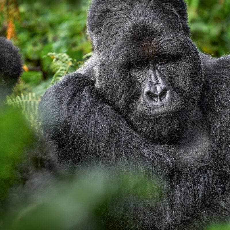 Gorilla Trekking in Uganda