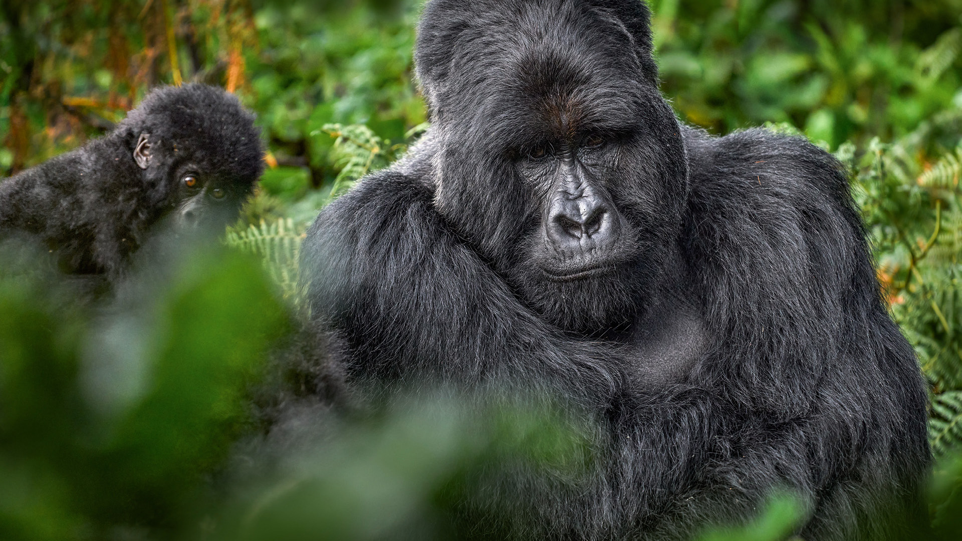Gorilla Trekking in Uganda