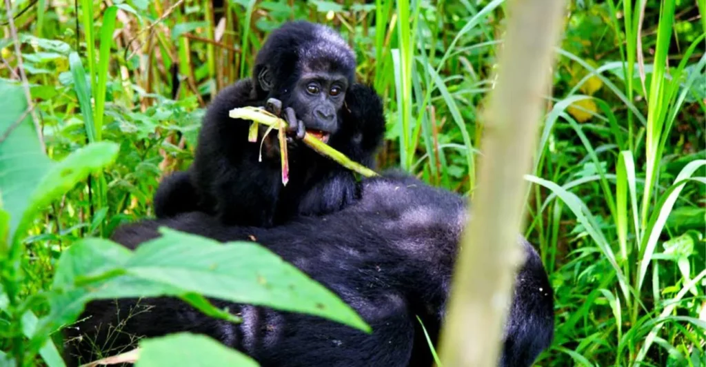 Gorilla habituation in Uganda