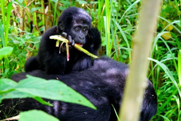 Gorilla habituation in Uganda