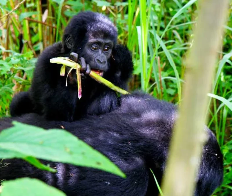 Gorilla habituation in Uganda