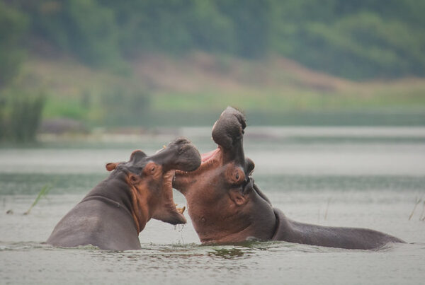 Group Tour at Kazinga Channel: Luxury Picks to add to your bucket list