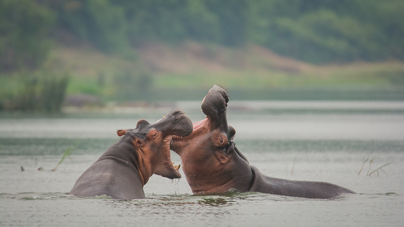 Group Tour at Kazinga Channel: Luxury Picks to add to your bucket list