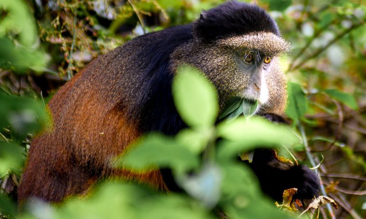 How to Get There: Mgahinga Gorilla National Park wildlife photography tips for first-time visitors