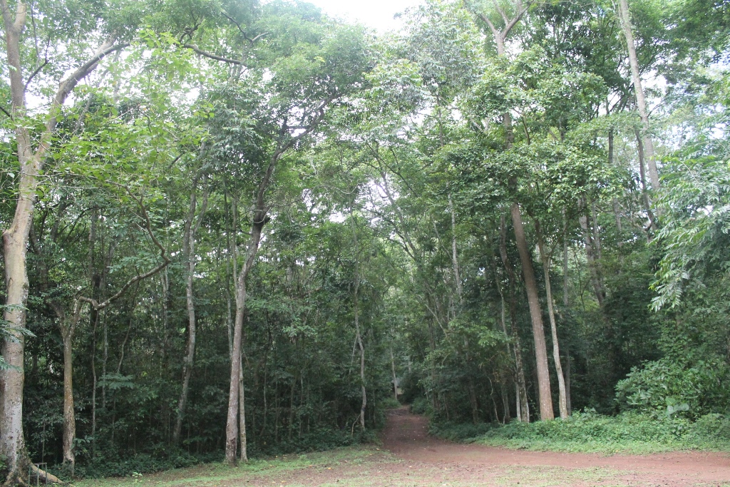 Mabira Forest chimpanzee tracking