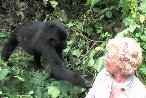 How to Prepare for Gorilla Trekking in Uganda’s Bwindi Forest