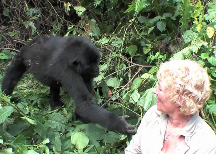 How to Prepare for Gorilla Trekking in Uganda’s Bwindi Forest
