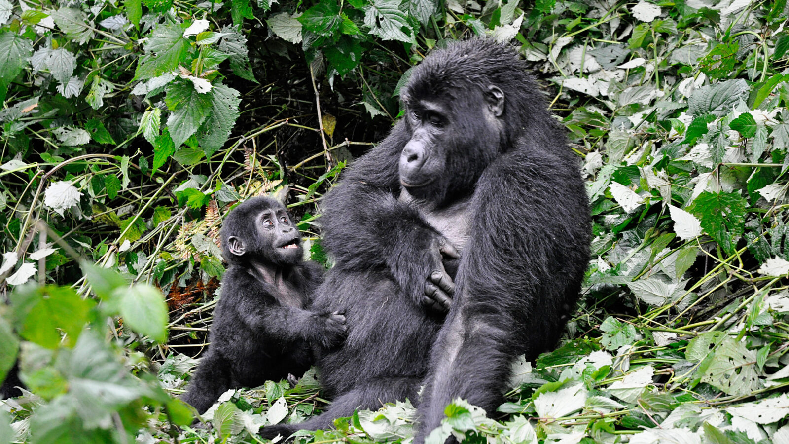 How to Prepare for Gorilla Trekking in Uganda’s Bwindi Forest
