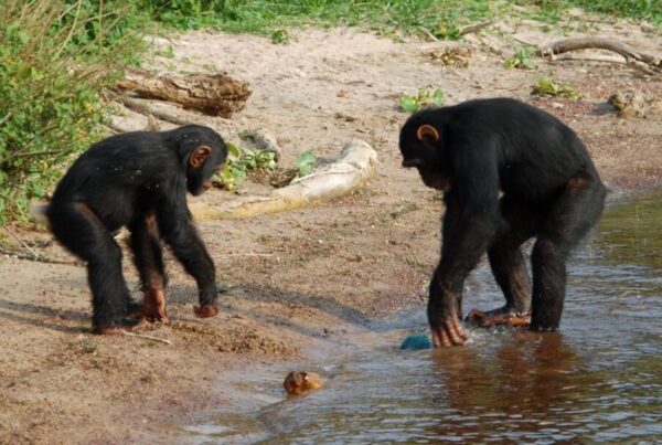 How to chimpanzee tracking in Ssese Islands — Insider Tips with limited time