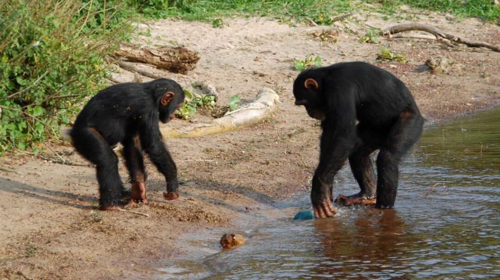 How to chimpanzee tracking in Ssese Islands — Insider Tips with limited time