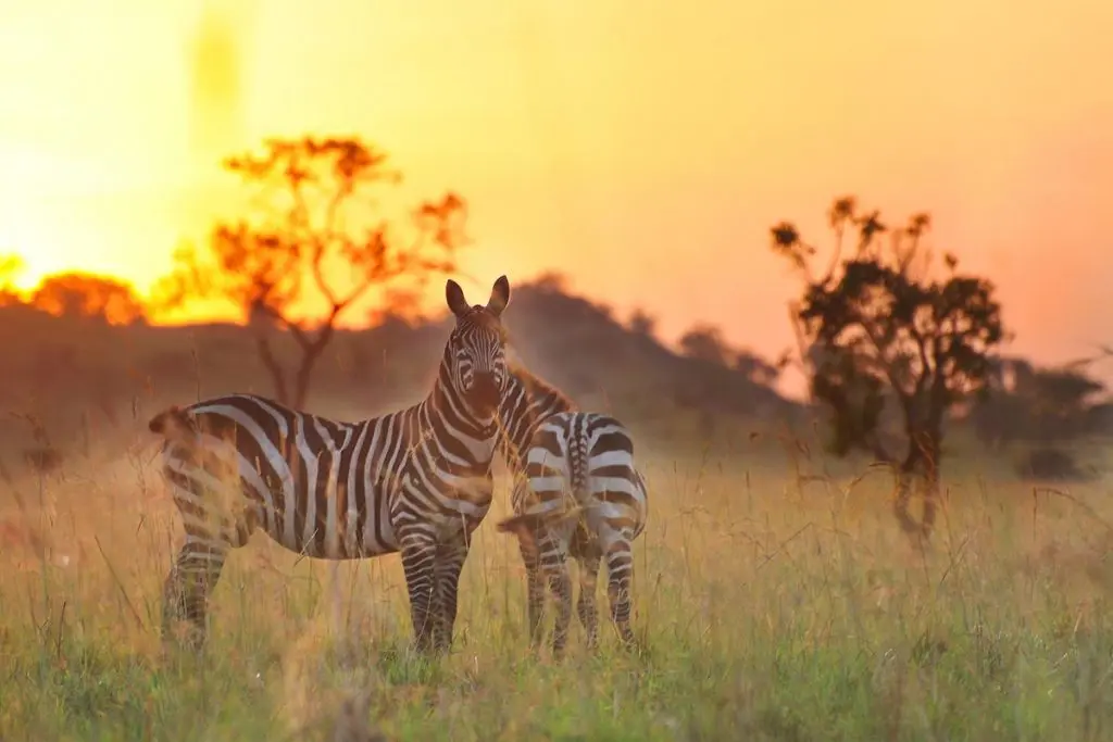 How to seasonal guide in Kidepo Valley National Park — Weekend Itinerary with kids