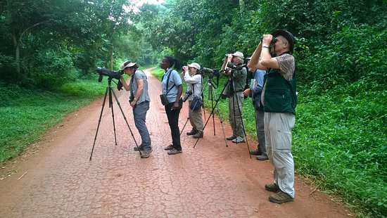 How to wildlife photography tips in Mabira Forest — Top Restaurants for honeymooners