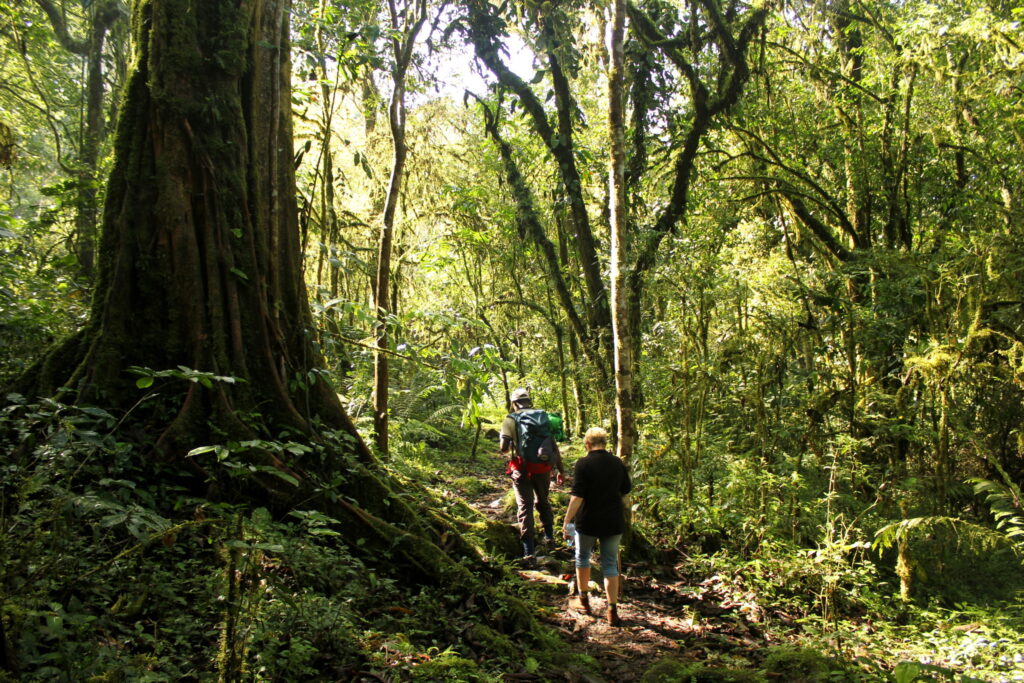 How to wildlife photography tips in Mabira Forest — Top Restaurants for honeymooners
