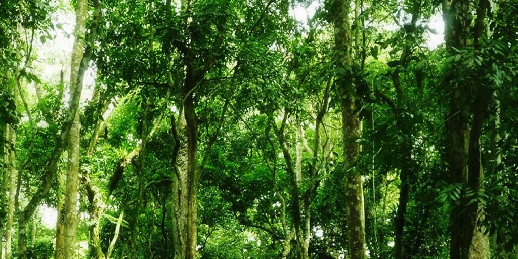 How to wildlife photography tips in Mabira Forest — Top Restaurants for honeymooners