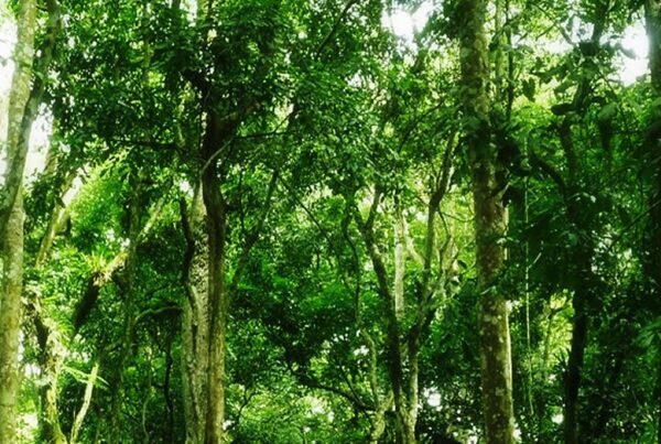 How to wildlife photography tips in Mabira Forest — Top Restaurants for honeymooners