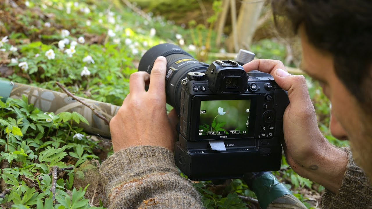 How to wildlife photography tips in Mabira Forest — Top Restaurants for honeymooners