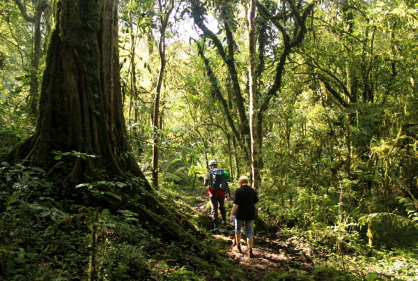 How to wildlife photography tips in Mabira Forest — Top Restaurants for honeymooners