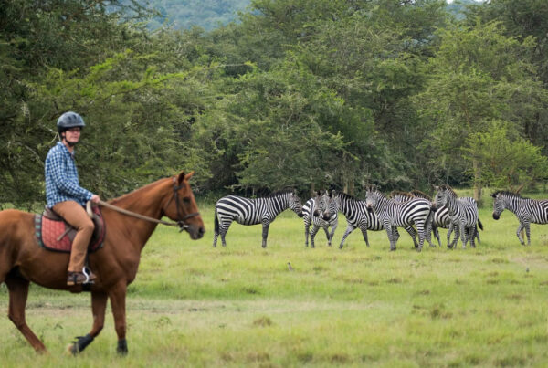 Kampala Game Drive: Hidden Gems for adventure seekers