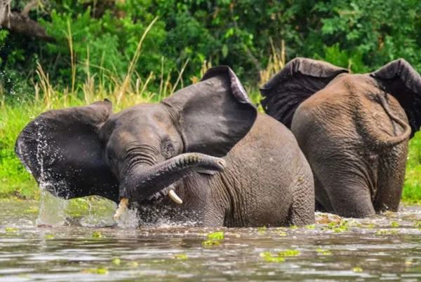 Karuma Wildlife Reserve