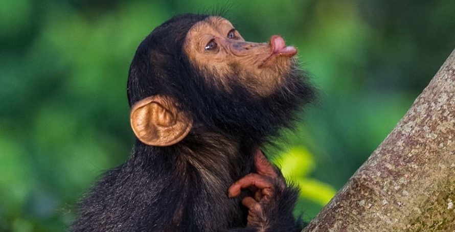 Ultimate Checklist for luxury escape in Kibale National Park for first-time visitors