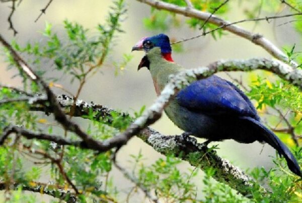 Lake Mburo National Park Birdwatching Hotspot: What Not to Miss to add to your bucket list