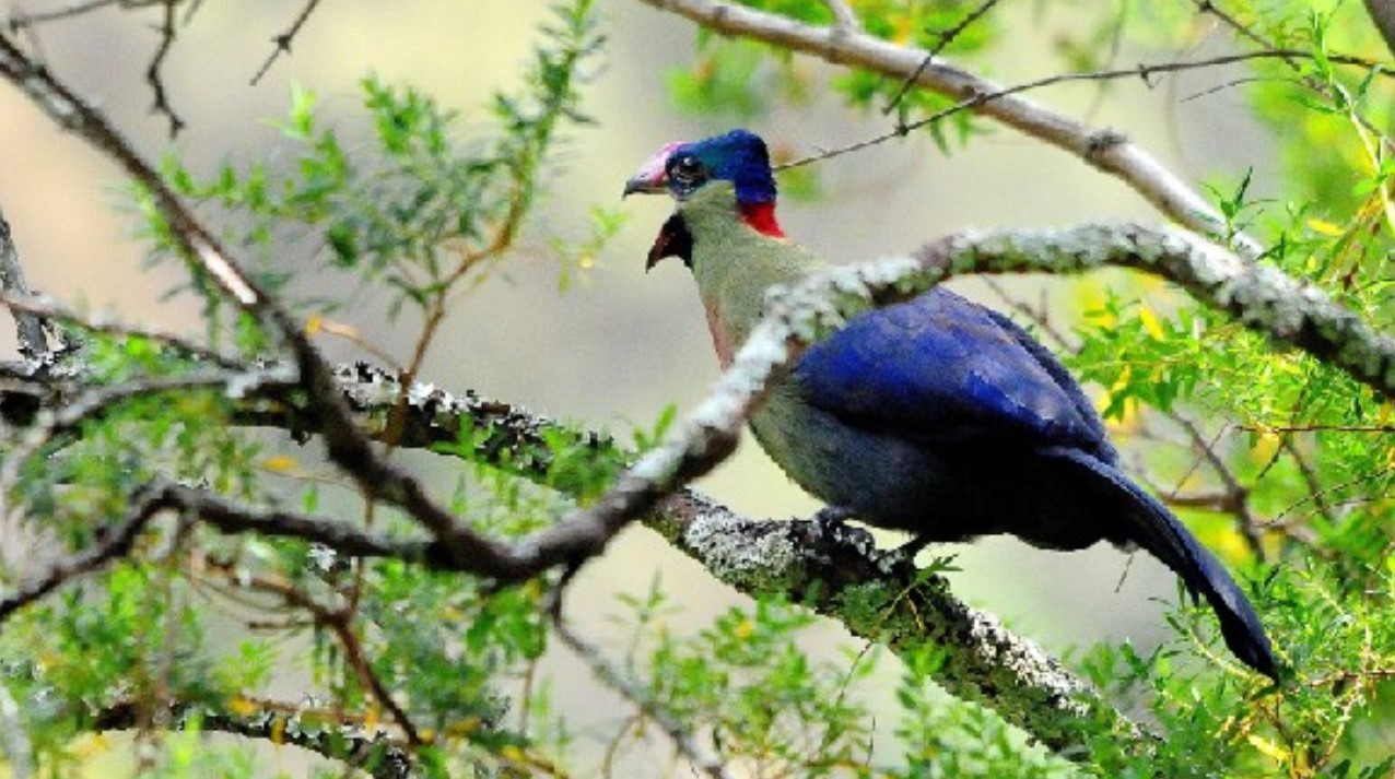 Lake Mburo National Park Birdwatching Hotspot: What Not to Miss to add to your bucket list