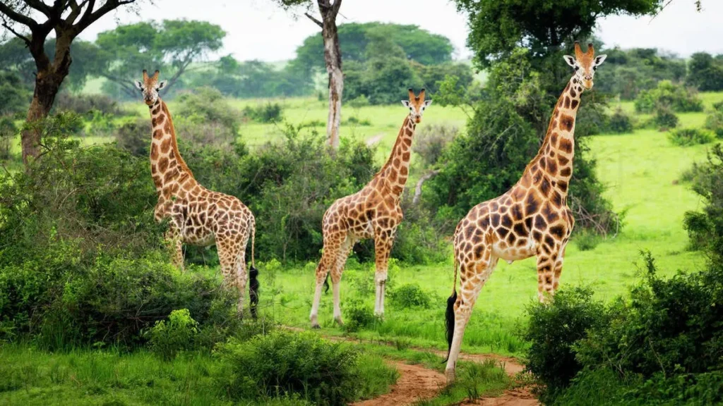 Lake Mburo National Park: How to Travel Responsibly to game drive in 2025